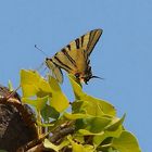 Segelfalter (Iphiclides podalirius)