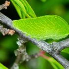 Segelfalter (Iphiclides podalirius)