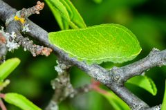 Segelfalter (Iphiclides podalirius)