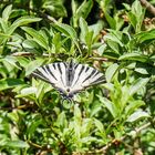 Segelfalter (Iphiclides podalirius)