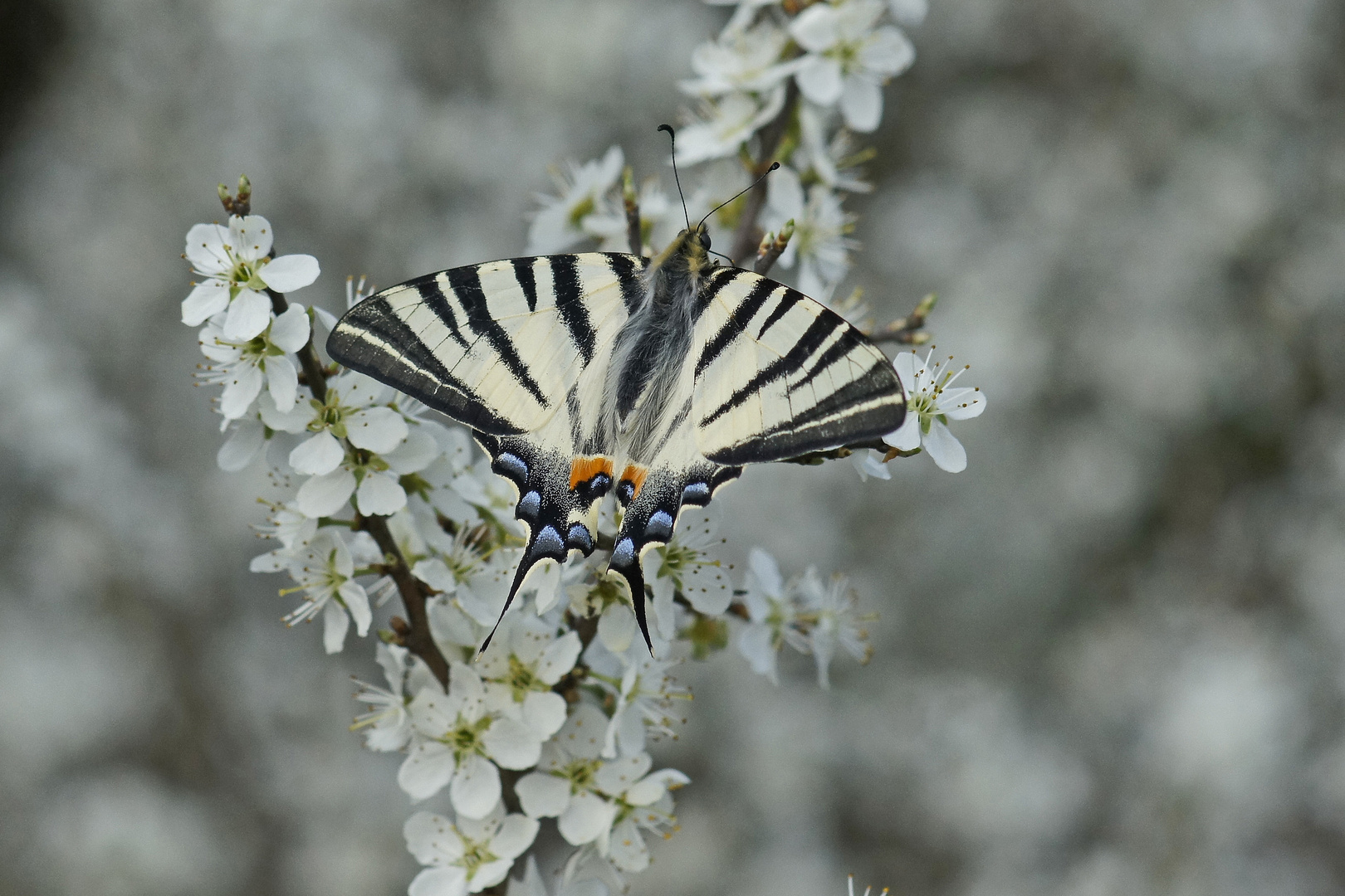 Segelfalter (Iphiclides podalirius)