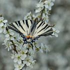 Segelfalter (Iphiclides podalirius)