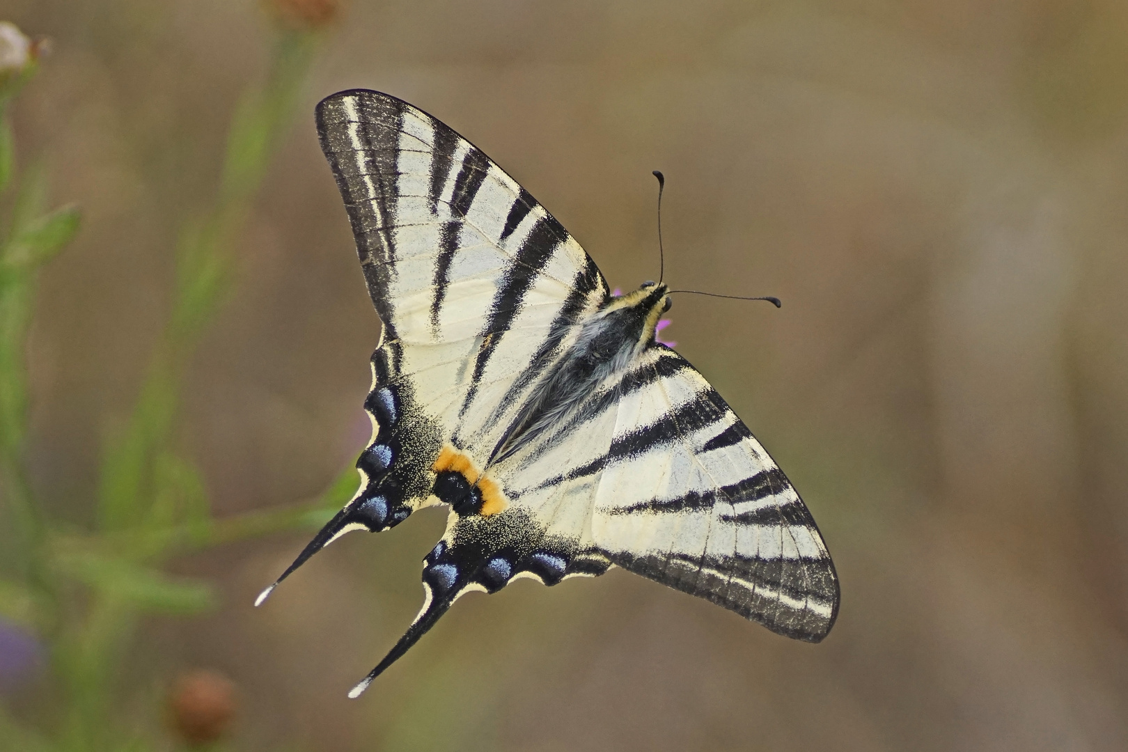 Segelfalter (Iphiclides podalirius)