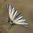 Segelfalter (Iphiclides podalirius)