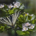  Segelfalter (Iphiclides podalirius)