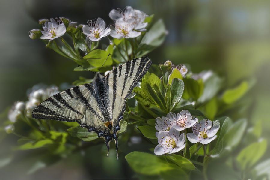  Segelfalter (Iphiclides podalirius)