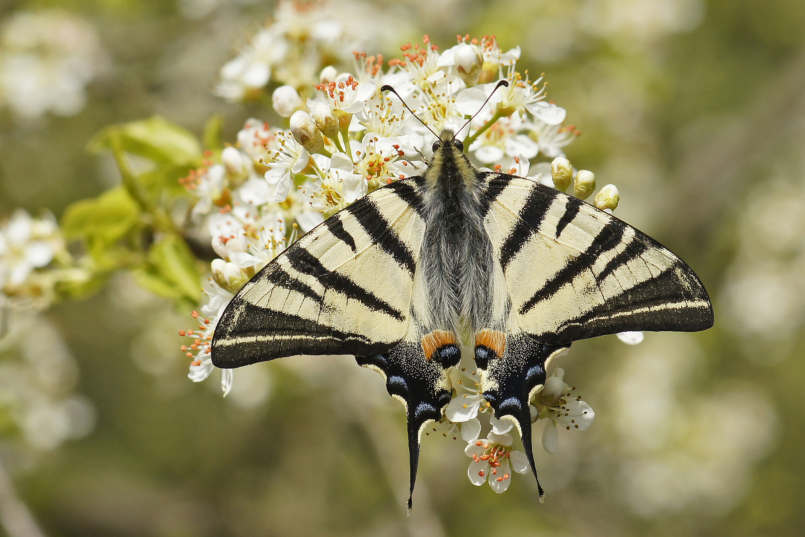 Segelfalter (Iphiclides podalirius) der erste 2014