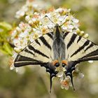 Segelfalter (Iphiclides podalirius) der erste 2014