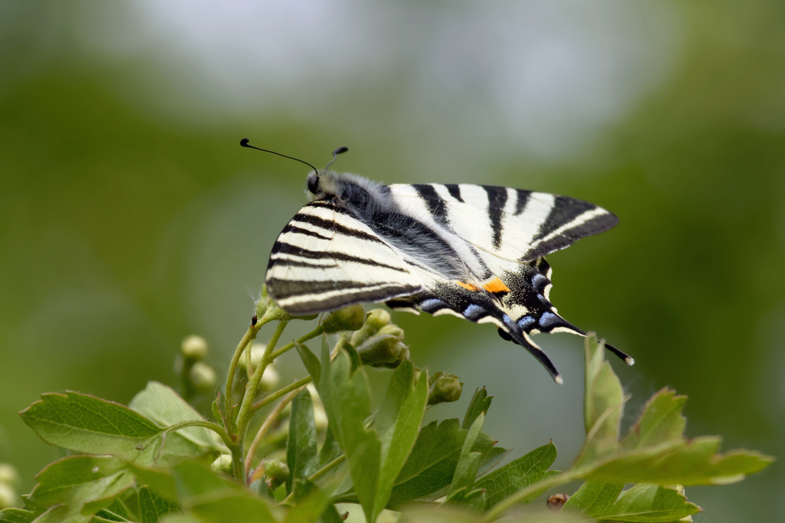 Segelfalter (Iphiclides podalirius) Der erste ist immer der schönste..