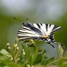 Segelfalter (Iphiclides podalirius) Der erste ist immer der schönste..