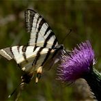 segelfalter (Iphiclides podalirius)