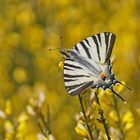 Segelfalter (Iphiclides podalirius)