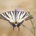 Segelfalter (Iphiclides podalirius)