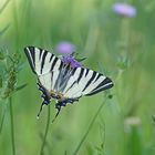 Segelfalter (Iphiclides podalirius)