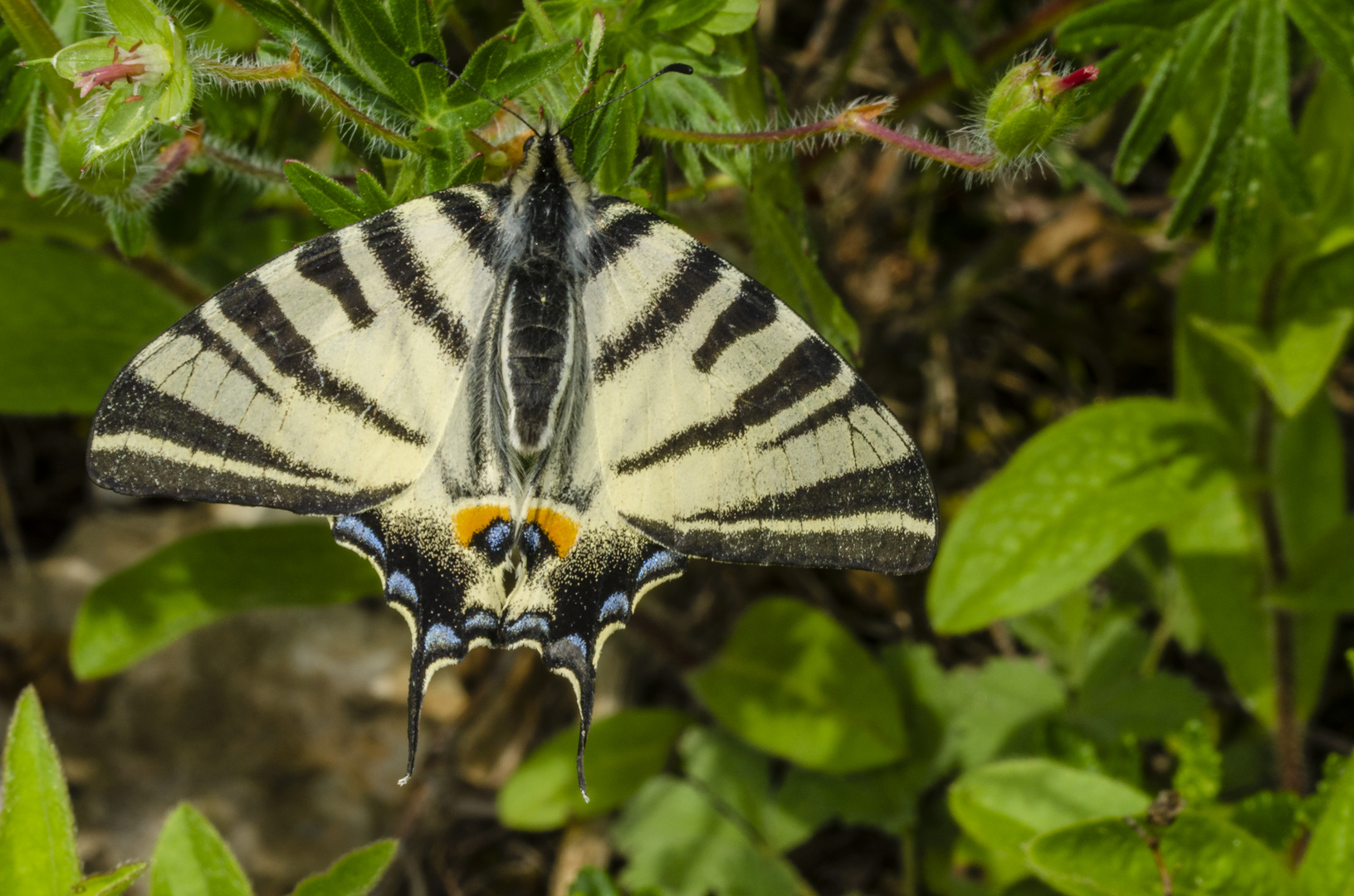 Segelfalter (Iphiclides podalirius)