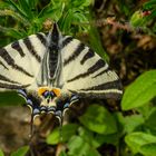 Segelfalter (Iphiclides podalirius)