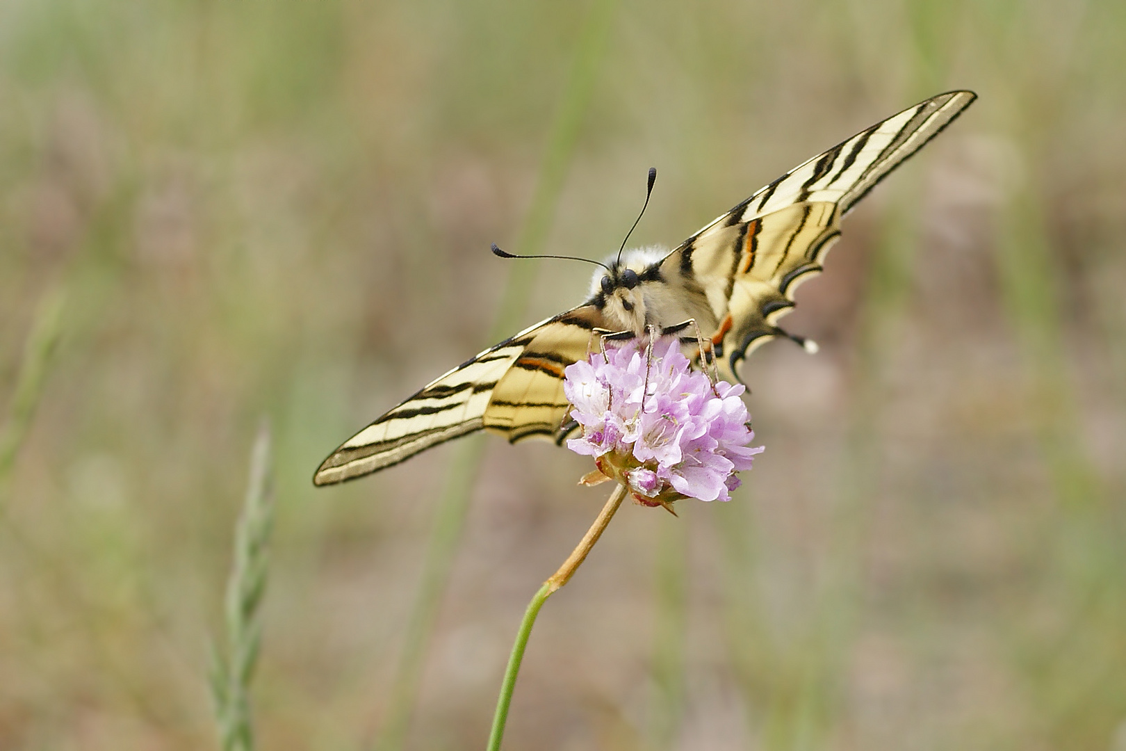 Segelfalter (Iphiclides podalirius), Frontal