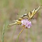 Segelfalter (Iphiclides podalirius), Frontal