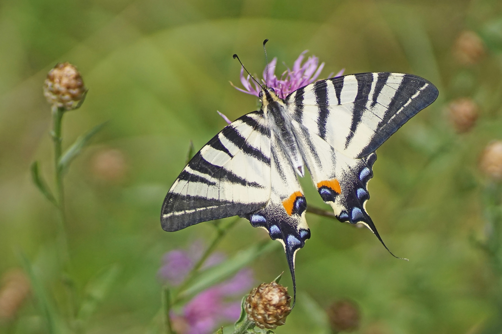 Segelfalter (Iphiclides podalirius), Männchen