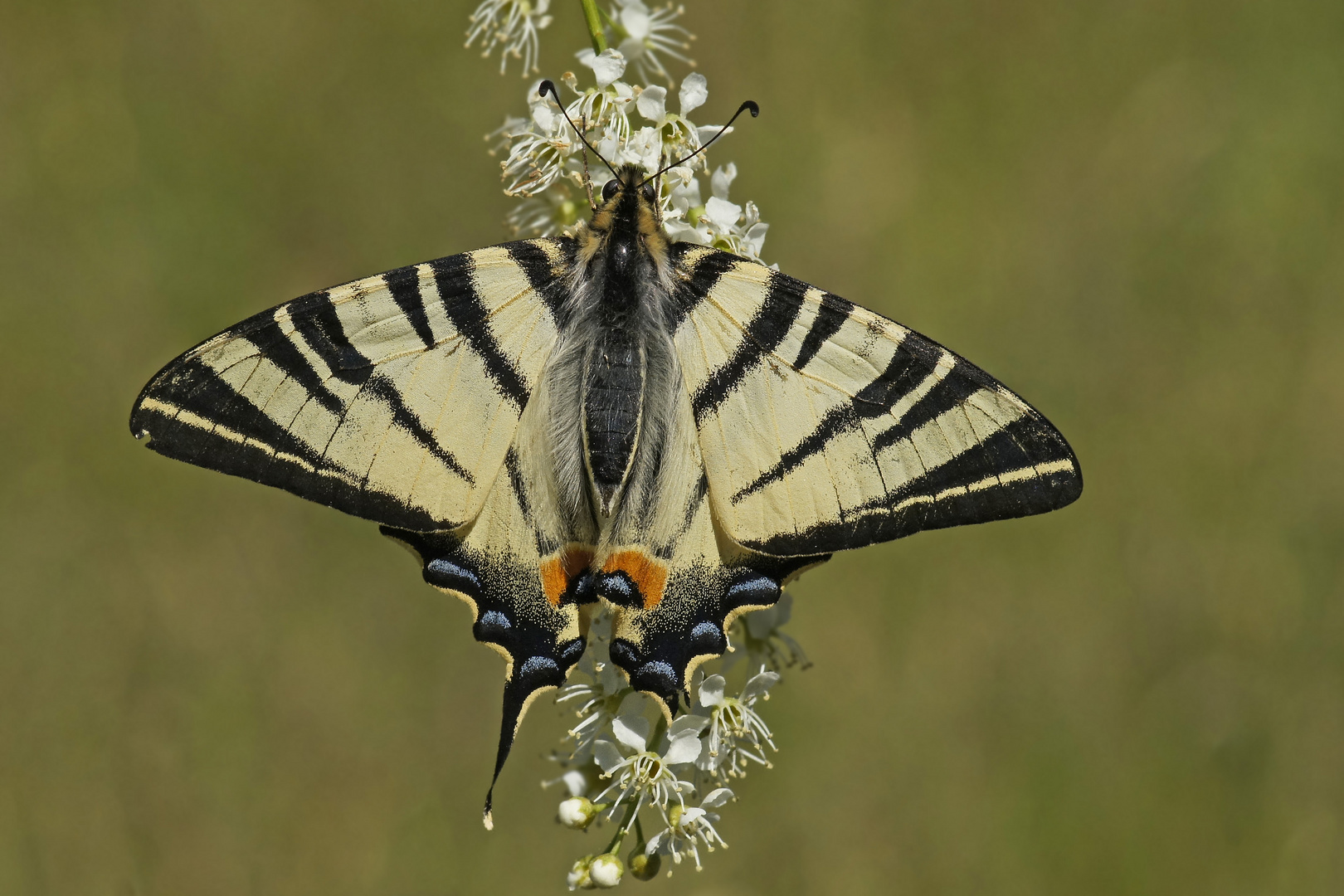 Segelfalter (Iphiclides podalirius), Männchen