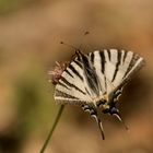 Segelfalter (Iphiclides podalirius) Provence 09.06.2018