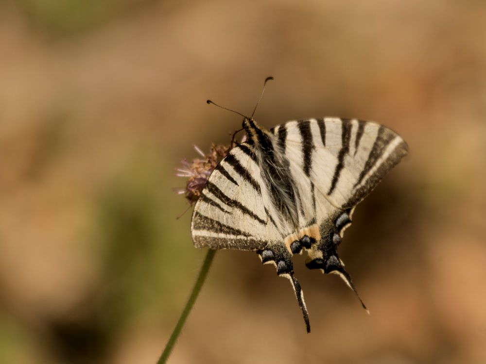 Segelfalter (Iphiclides podalirius) Provence 09.06.2018