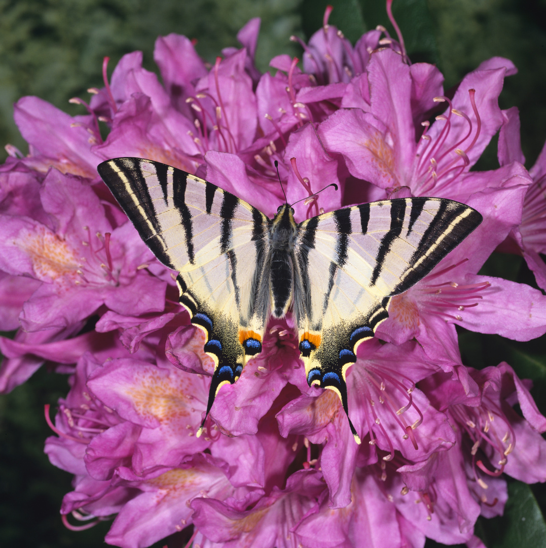 Segelfalter, Iphiclides podalirius, Scarce Swallowtail