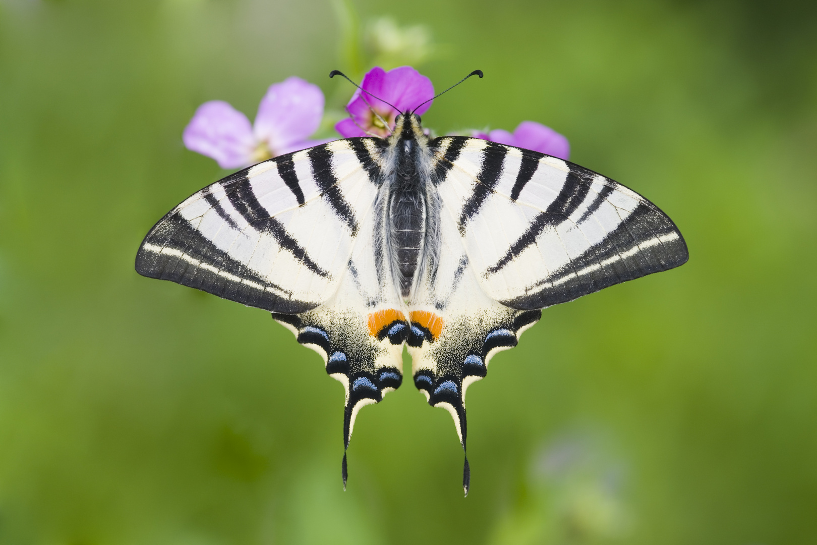 Segelfalter (Iphiclides podalirius) - Scarce Swallowtail (Iphiclides podalirius)