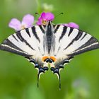 Segelfalter (Iphiclides podalirius) - Scarce Swallowtail (Iphiclides podalirius)