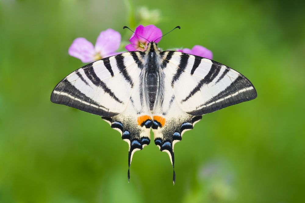 Segelfalter (Iphiclides podalirius) - Scarce Swallowtail (Iphiclides podalirius)