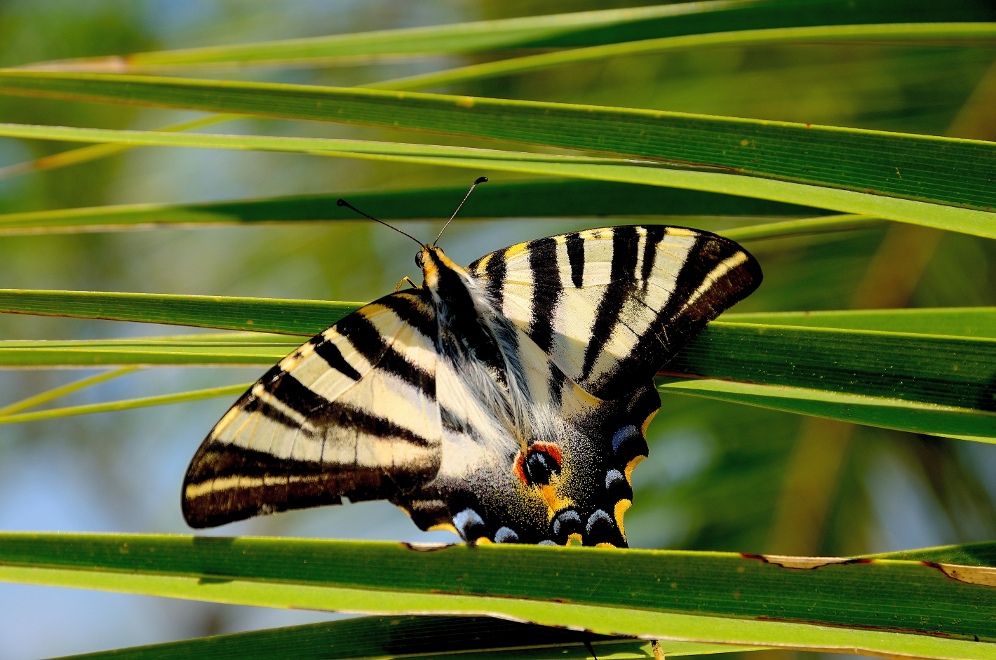 Segelfalter (Iphiclides podalirius), Scarce swallowtail, Podalirio