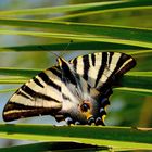 Segelfalter (Iphiclides podalirius), Scarce swallowtail, Podalirio