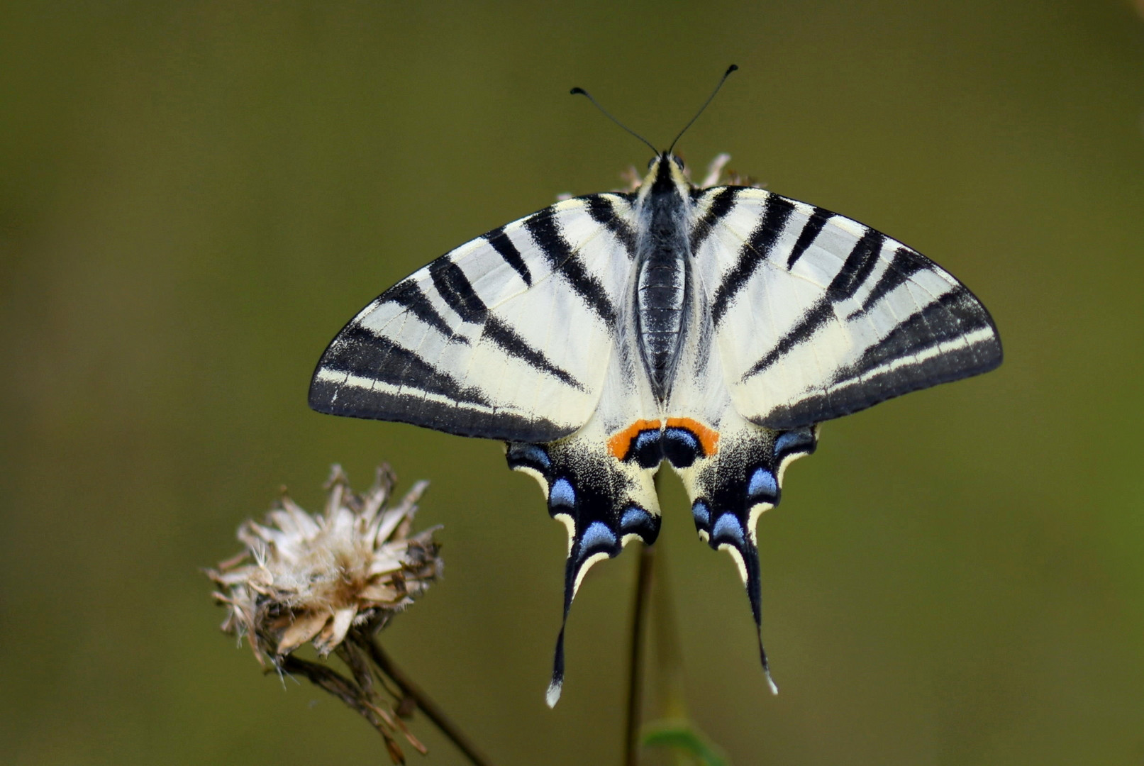 Segelfalter (Iphiclides podalirius) Sp 50-70 mm