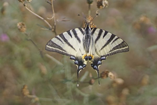 Segelfalter (Iphiclides podalirius), Weibchen