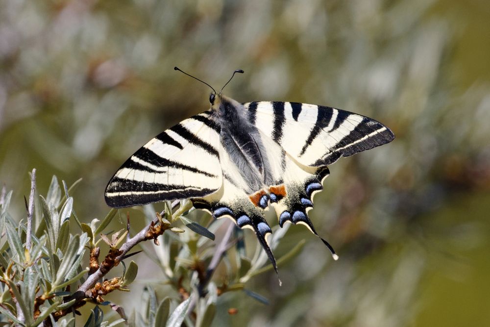 Segelfalter (Iphiclides podalirius) - wildlife Oberlausitz