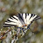 Segelfalter (Iphiclides podalirius) - wildlife Oberlausitz