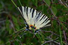 Segelfalter - Kroatien - August 2014 - Insel Krk