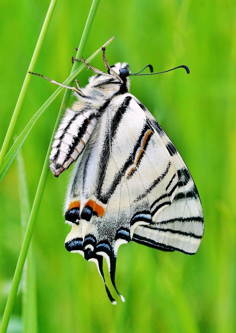 Segelfalter nach dem Schlupf. Foto & Bild | tiere, wildlife ...