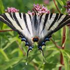 Segelfalter oder Scarce Swallowtail (Iphiclides podalirius)