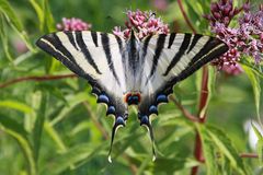 Segelfalter oder Scarce Swallowtail (Iphiclides podalirius)