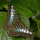 Segelfalter (Parthenos sylvia)