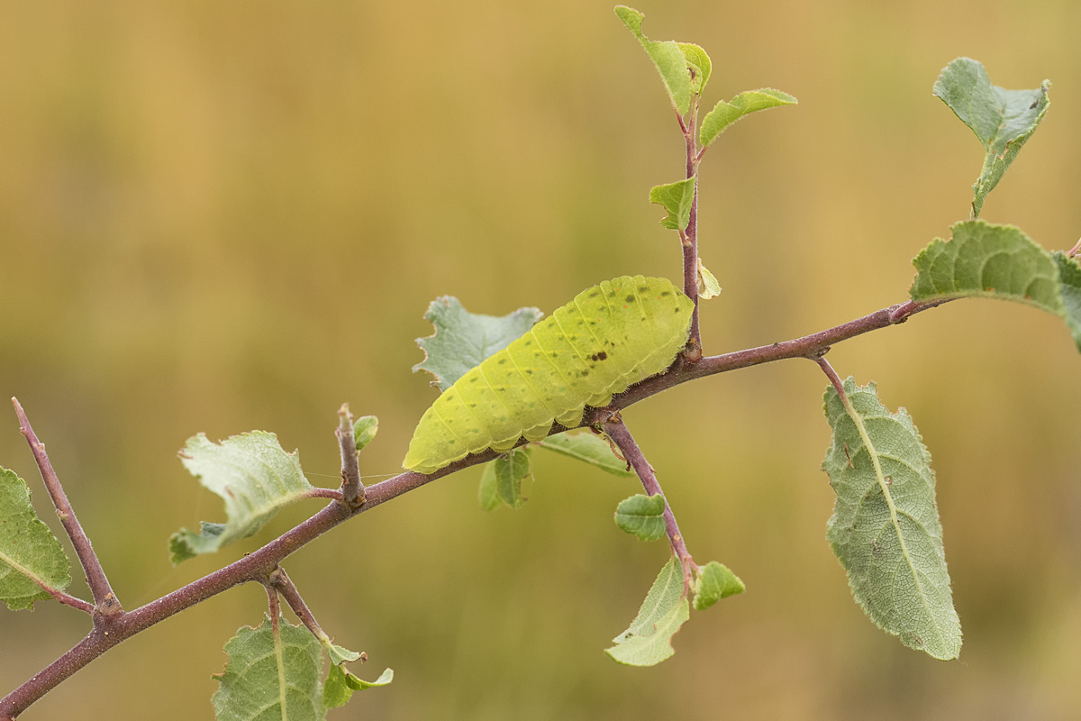 Segelfalter Raupe