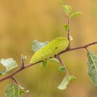 Segelfalter Raupe