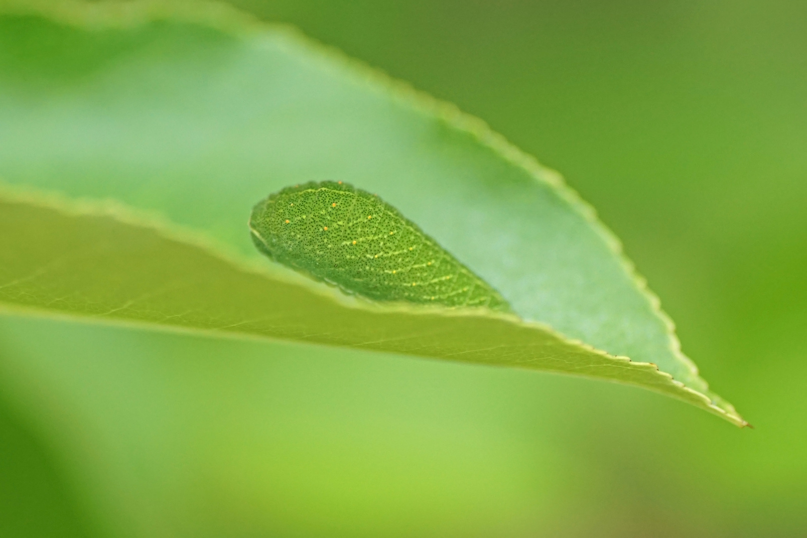 Segelfalter-Raupe (Iphiclides podalirius)