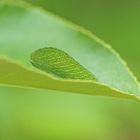 Segelfalter-Raupe (Iphiclides podalirius)