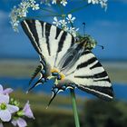 Segelfalter, scarce swallowtail, Iphiclides podalirius