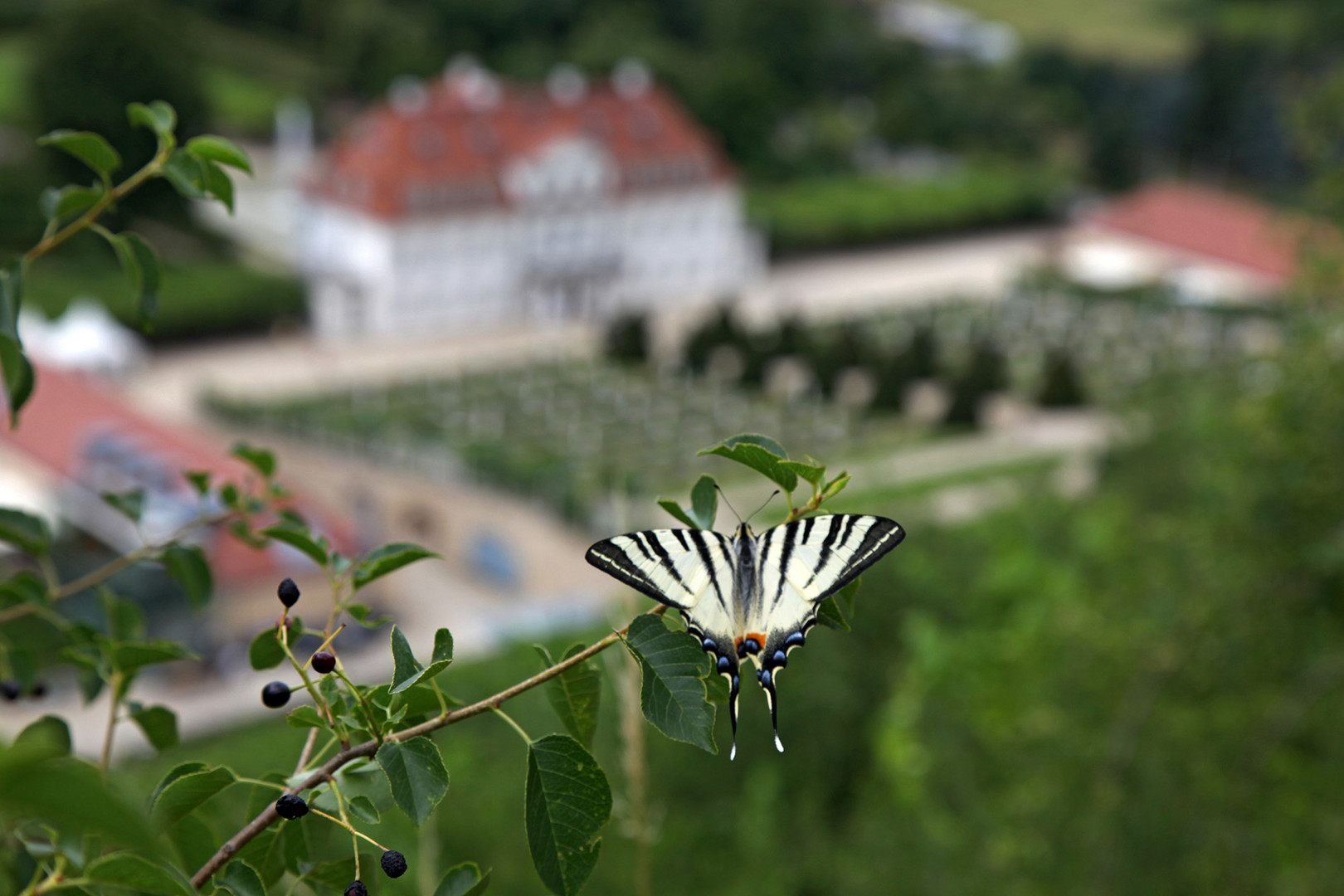 Segelfalter über Schloss Wackerbarth