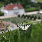 Segelfalter über Schloss Wackerbarth