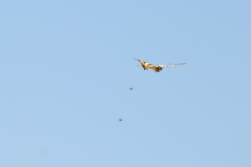 Segelfalter und Schwalbenschwanz beim Revierkampf