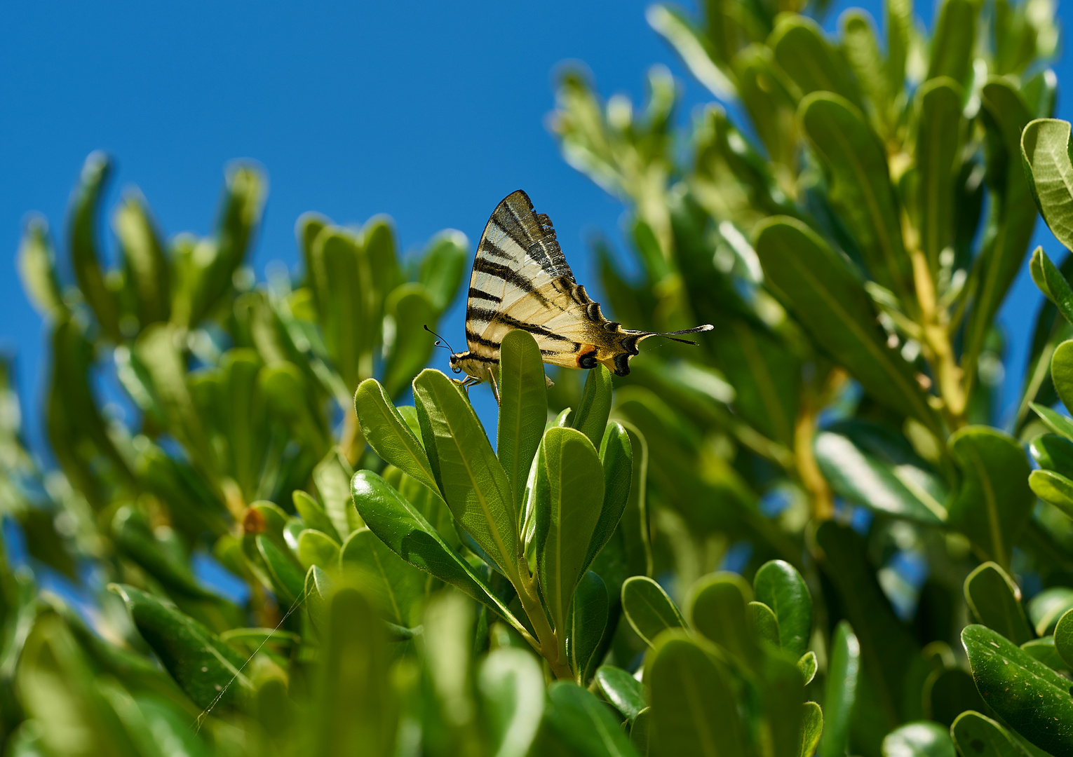 Segelfalter zu Besuch im Garten